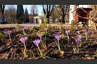 Krokusse zeigen den Frühling im Historischen Kurpark von Bad Meinberg an. - © Janine Bietau