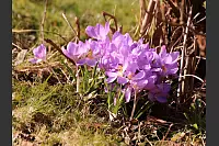 Diese Krokusswiese erfreut nicht nur die Augen des Betrachters, sondern auch die vielen Bienen und anderen Insekten. - © Mechthild Stölting-Höcker