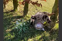 Kater Poldi zeigt seine erste „Frühlingsrolle“. - © Familie Winterberg