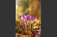 Krokus im Schloßpark Schieder. - © Lukas Thalke