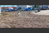 Katze Lea genießt die ersten warmen Sonnenstrahlen. - © Markus und Angelika Trümper