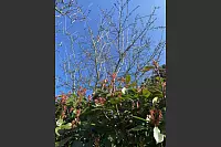 Blühende Glanzmispel. - © Uwe Voehl