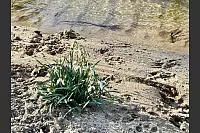 An der Werre läutet im Sand des Uferbereichs ein kleiner Tuff von Schneeglöckchen das Frühlingserwachen ein. - © Angelika Schapeler-Richter