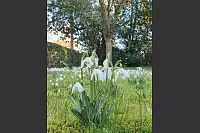 Zufällig fuhr ich an einem alten, verwunschenen Haus nahe der Blomberger Straße vorbei. Hier findet man Krokusse und Schneeglöckchen. Im vermoosten Rasen bilden viele kleine Blüten einen riesigen Blumenteppich. - © Maria Rupp