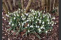 Beim Gartenspaziergang zeigen sich die ersten Schneeglöckchen. - © Wilfried Rott