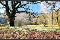 Im Heidental befindet sich das alte Forsthaus mit einer großen Wiese und alten Bäumen. Auch in diesem Jahr blühen die Schneeglöckchen um die Wette. Im Hintergrund sieht man den Bielstein. - © Maria Rupp