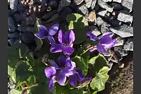 Veilchen im Steingarten des Gasthofes zum Hollenstein. - © Heidemarie Schemmann