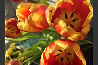 Stillleben Tulpe - © Heidemarie Schemmann