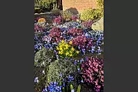 Der Frühling erwacht in den Beeten auf dem Almenaer Berg in Extertal. - © Wilhelm Sandmann
