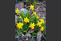 Blütenpracht im Garten von Ingrid Stockmeier. - © Ingrid Stockmeier