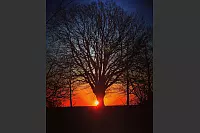 Hier ist die Zieglereiche in Barntrup zu sehen. Im Hintergrund geht die Sonne auf. - © Familie Kasper