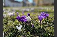 Prachtvolle Krokuswiese in lila und weiß im Abteigarten Lemgo. - © Katharina Halter