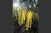 Eine Impression aus Diestelbruch, aus dem Waldstück hinter der Glücksburger Straße. - © Valentina Dück