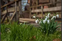 Schneeglöckchen im Freilichtmuseum Detmold. - © Svenja Klinge