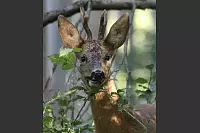 Früh morgens im Lagenser Stadtwald. - © Britta Fellmer