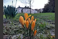 Die ersten Krokusse im Schlosspark Schötmar. - © Henrik van Gellekom