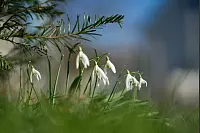 Diese Schneeglöckchen suchen die ersten warmen Sonnenstrahlen des Jahres. - © Annika Fischer