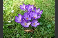 Frühlingsblumen im Salzufler Kurpark. - © Dieter Kern