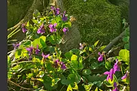 Ein Frühlingsbild aus Detmold-Jerxen, am Eselstein. - © Mona Brun