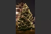 Die größte Tanne steht traditionell vor dem Historischen Rathaus. - © Melanie Meyer