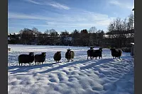 Diese tierische Winterimpression stammt vom Biohof Meiwes in Detmold-Heiligenkirchen. - &copy; Marion Kneidl
