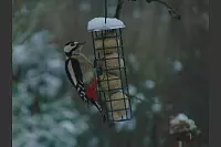 In Lage l&auml;sst sich dieser hungrige Besucher aus dem Fenster beobachten. - &copy; Carl F. Schmidt