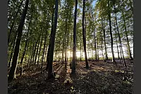 Goldener Herbst in Lippe - © Silke Buhrmester