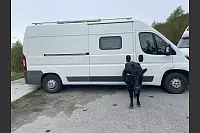 Oft haben Rentiere oder - wie hier - Kühe dem Wohnmobil "Henry" gerne Gesellschaft geleistet. - © Celine Hinz