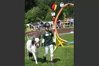 Shetlandponyturnier in Vahlhausen - © Daniela Cremer