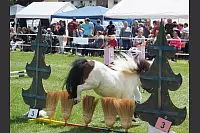 Shetlandponyturnier in Vahlhausen - © Daniela Cremer