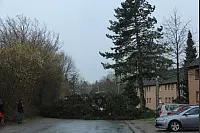 Eine große Tanne versperrt die Straße am Felix Fechenbach Berufskolleg. - © Carolin Brokmann