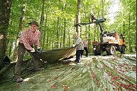 Werner und Salome Sennert sowie ihr Neffe Frederik aus dem fränkischen Odenwald sammeln die Wildkirschen mit einer Folie ein. - © Foto: Doris Lüdeking