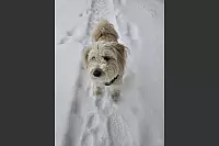 Hund Coope genie&szlig;t den Schnee im Kalletal. - &copy; Alexander Bach