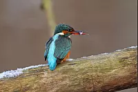 Diese Eisvogeldame ist im Kurpark Bad Salzuflen zuhause. - &copy; J&uuml;rgen Podgorski