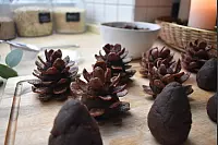 Die Schokoladenmasse wird zu Zapfen geformt und rundherum mit Cerealien versehen. - &copy; Veronika Kinsfator