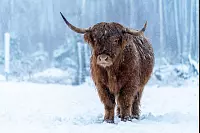 Dieses Hochlandrind verbringt den Winter in der Senne bei Oerlinghausen. - &copy; Genephe M&auml;der