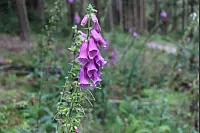 Wandern zum Lippischen Velmerstot und am Silberbach entlang. - © Janet König