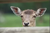 Das war die LZ-Sternwanderung 2018. - © Daniel Hobein
