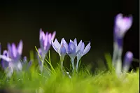 Frühlingsaufnahme aus dem Kurpark in Bad Salzuflen. - © Jürgen Podgorski