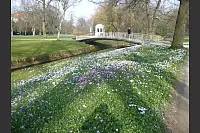 Frühlingsblumen im Salzufler Kurpark. - © Dieter Kern