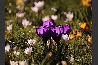 Diese Krokusswiese erfreut nicht nur die Augen des Betrachters, sondern auch die vielen Bienen und anderen Insekten. - © Mechthild Stölting-Höcker