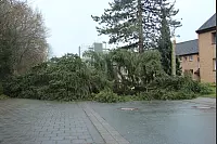 Eine große Tanne versperrt die Straße am Felix Fechenbach Berufskolleg. - © Carolin Brokmann