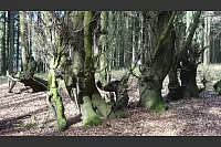 Mystische B&auml;ume nahe des Bauernkamps bei Veldrom. - &copy; Hans-Joachim Keil