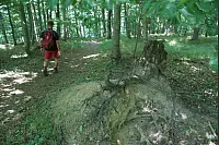 "NaturZeitReise" im Schwalenberger Wald. - © Silke Buhrmester