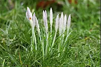 Aufgeblühte Krokusgruppe aus dem Garten von Dietmar Leweke. - © Dietmar Leweke