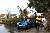 In Lemgo hat ein Baum ein Auto erwischt. - © Marlen Grote