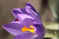 Eine Blume aus dem Garten von Meike Kloß. - © Meike Kloß