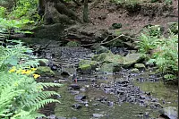 Wandern zum Lippischen Velmerstot und am Silberbach entlang. - © Janet König