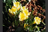 Blumen am Fuße des Köterbergs. - © Gesa Wolf