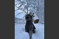 Hund Schoki staunt &uuml;ber den Schnee am Dreiflussstein bei Detmold - &copy; Meik Sprenger